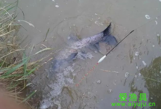 台钓线组中分为主线和子线