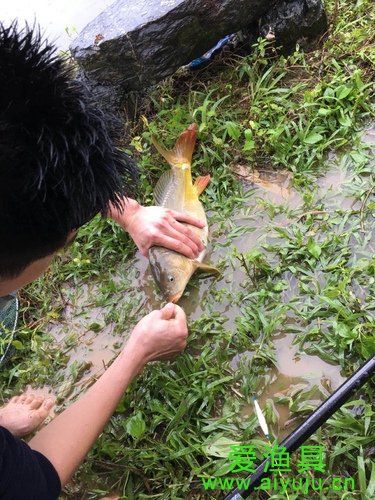 实地测评杰诺鱼竿怎么样